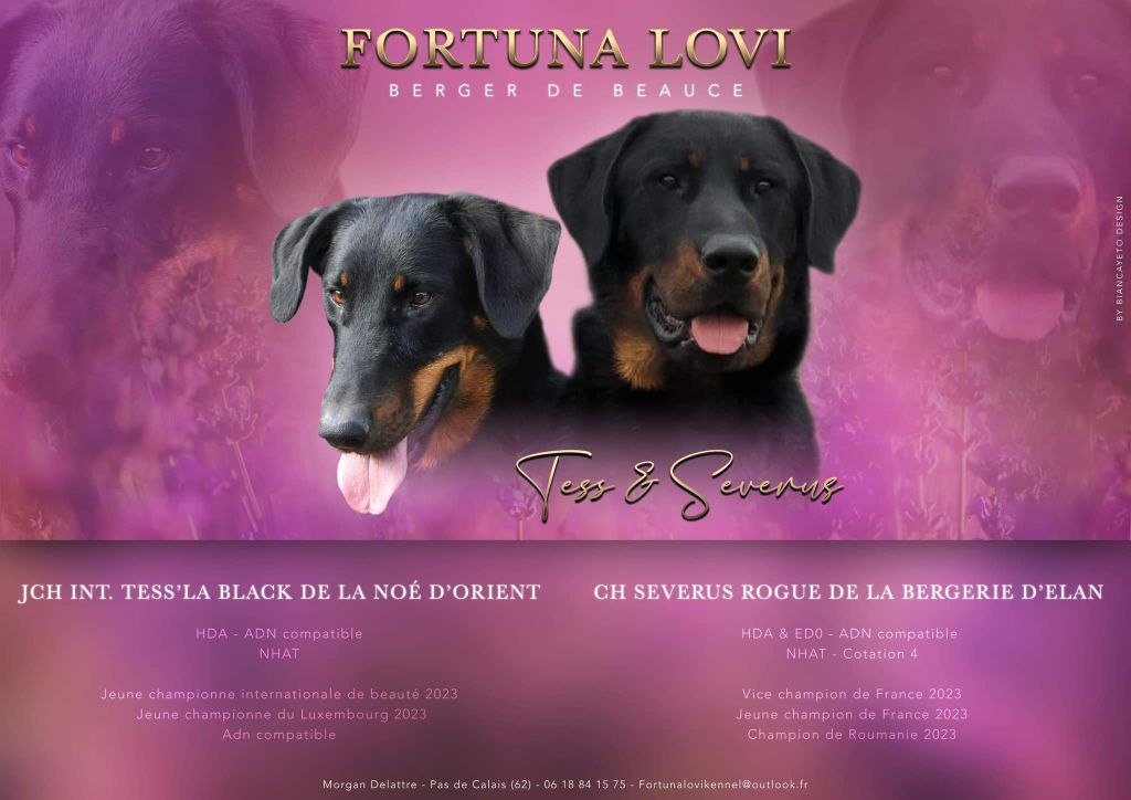 Fortuna Lovi - Chiot disponible  - Berger de Beauce