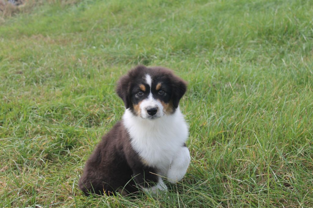 Fortuna Lovi - Chiot disponible  - Berger Australien