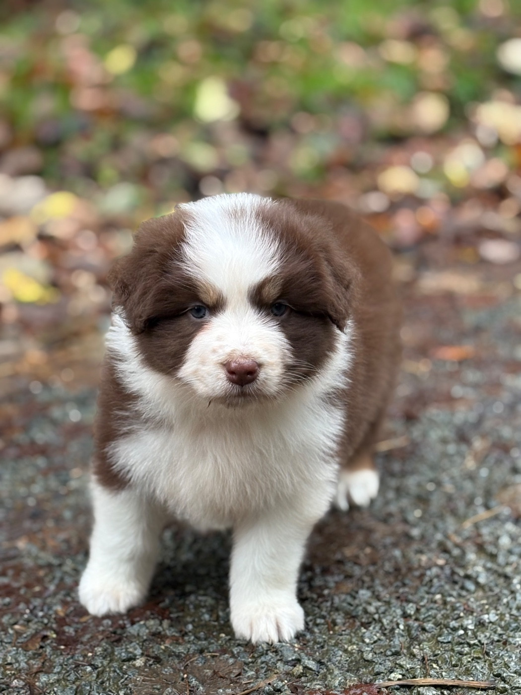 Fortuna Lovi - Chiots disponibles - Berger Australien