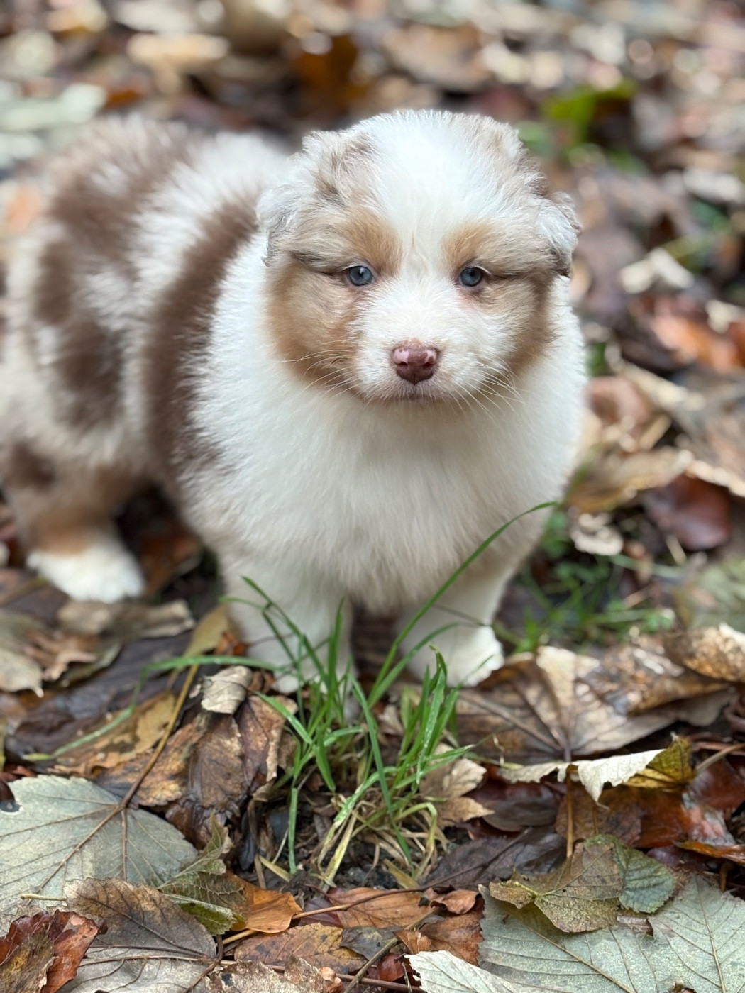 Fortuna Lovi - Chiots disponibles - Berger Australien