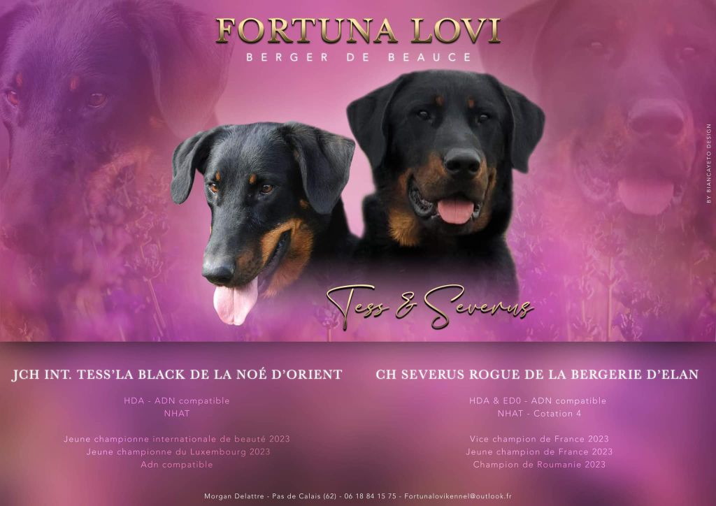 Fortuna Lovi - Berger de Beauce - Portée née le 02/05/2024