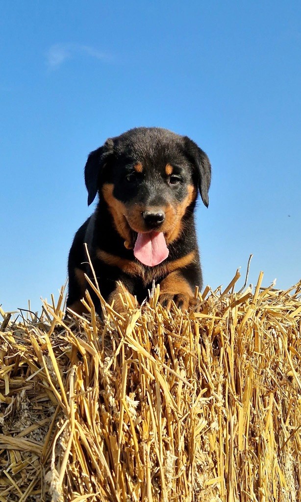 Fortuna Lovi - Chiots disponibles - Berger de Beauce