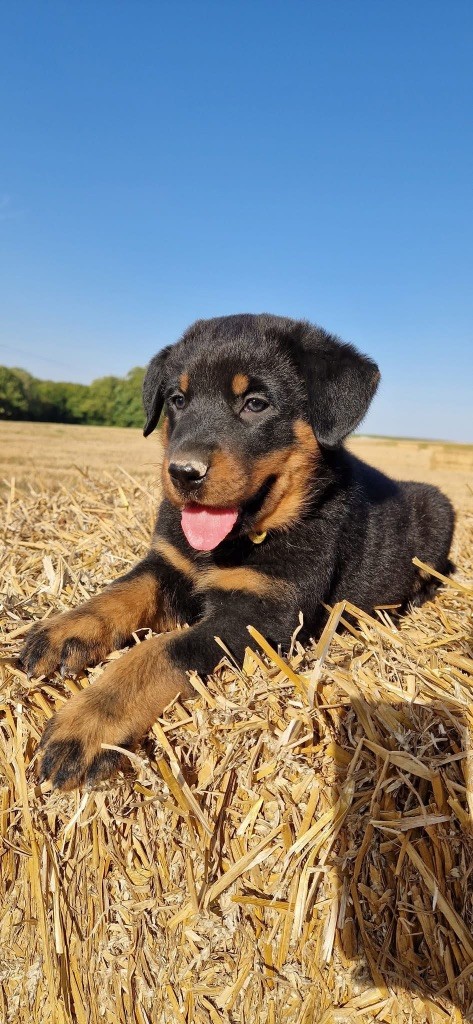 Fortuna Lovi - Chiots disponibles - Berger de Beauce