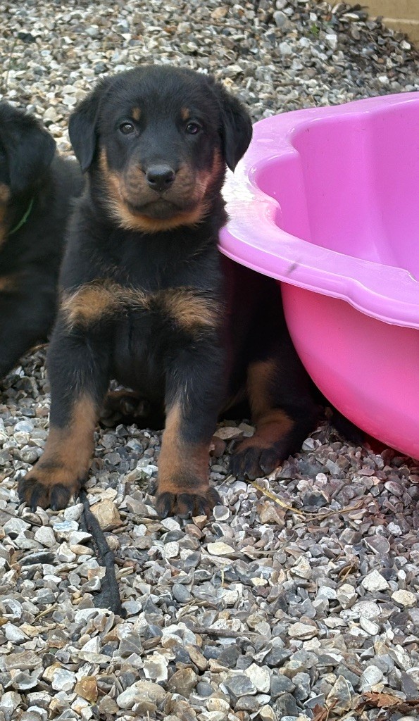 Fortuna Lovi - Chiots disponibles - Berger de Beauce