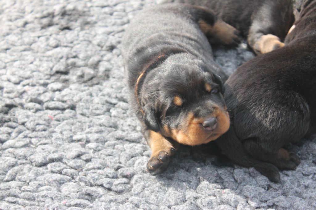 Fortuna Lovi - Chiots disponibles - Berger de Beauce