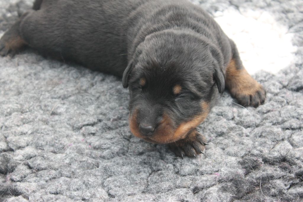 Fortuna Lovi - Chiots disponibles - Berger de Beauce