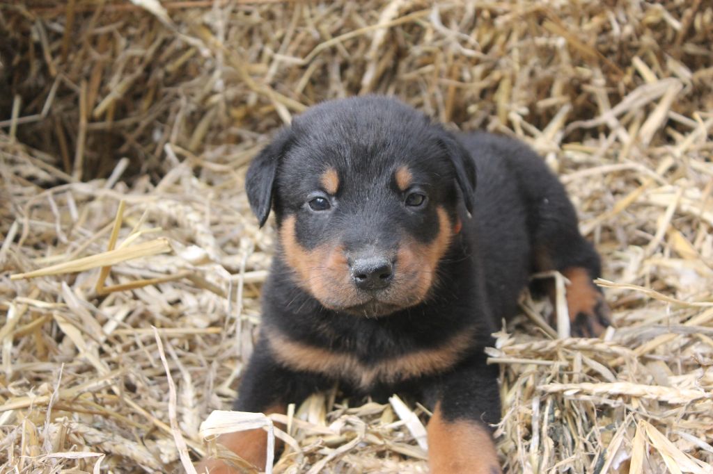 Fortuna Lovi - Chiots disponibles - Berger de Beauce
