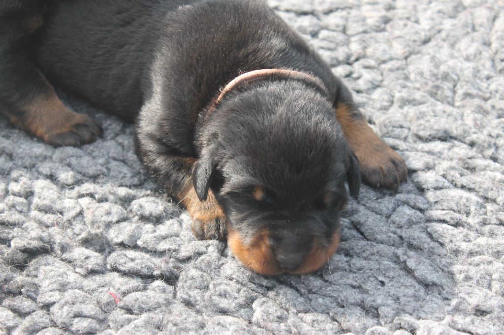 Fortuna Lovi - Chiots disponibles - Berger de Beauce