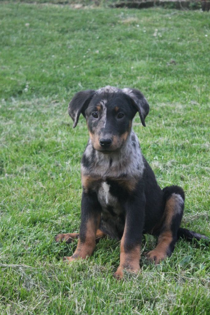 Fortuna Lovi - Chiots disponibles - Berger de Beauce