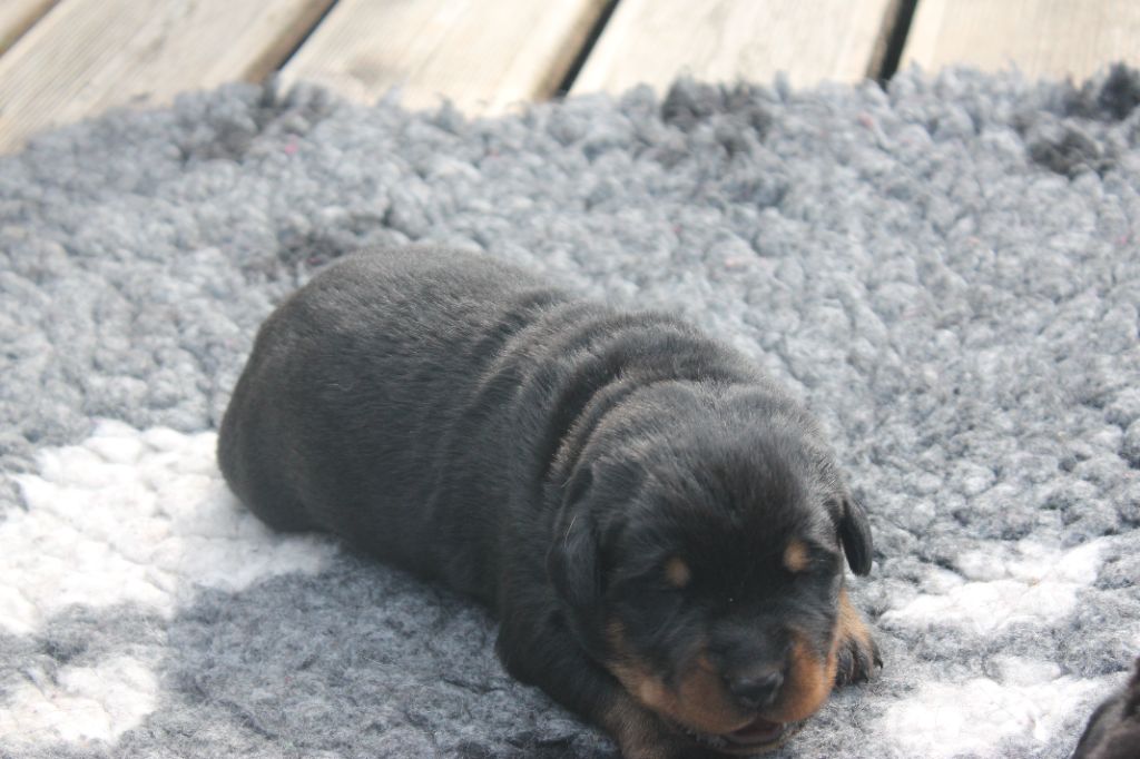 Fortuna Lovi - Chiots disponibles - Berger de Beauce