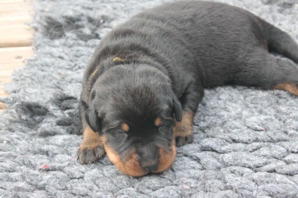 Fortuna Lovi - Chiots disponibles - Berger de Beauce