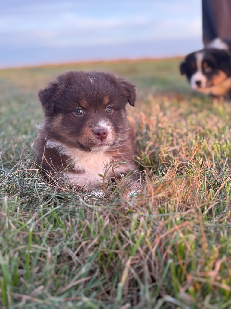 Fortuna Lovi - Chiots disponibles - Berger Australien