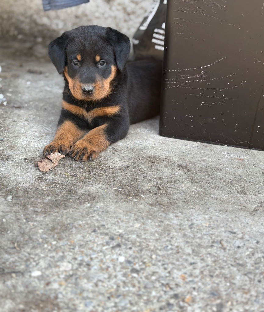Fortuna Lovi - Chiots disponibles - Berger de Beauce